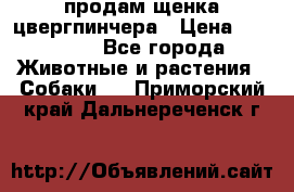 продам щенка цвергпинчера › Цена ­ 15 000 - Все города Животные и растения » Собаки   . Приморский край,Дальнереченск г.